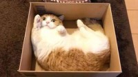 为什么猫咪魔性般喜欢盒子？安全舒适是第一位