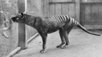侏罗纪前传？科学家计划复活已灭绝的塔斯马尼亚虎