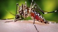 靠谱生物灭虫:英国公司将在美国释放20亿转基因蚊子
