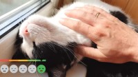 网友测试不同的猫咪按摩器 果然还是用手最舒服