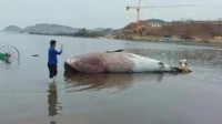 9米长鲸鱼搁浅大连海滩发现时已死亡 专家提醒：别围观会鲸爆