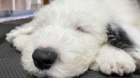 网友自家牧羊犬神似史努比 激萌睡脸更是史努比本狗