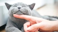 喜欢撸猫但是过敏？科学家要培育低致敏性的猫