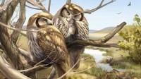中国发现最早猫头鹰化石 600万年前还在白天捕猎