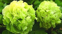 洛阳稀有绿牡丹被偷摘 网传价值10万一年就开一两朵