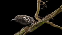 巴拿马雨林的鸟类数量骤减 部分减少了90%以上