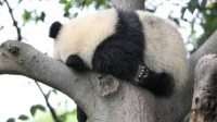 罕见大熊猫收尾巴操作被拍到 网友直呼国宝太萌