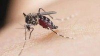 蚊子比以往出现得更早了？央视揭秘越冬蚊变多了
