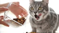 近百只猫疑因食用同款猫粮死亡 官方致歉：产品下架