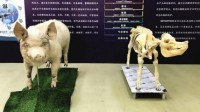 埋36天奇迹生还的猪坚强 被做成标本送回博物馆展览 