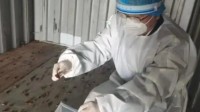 密恐者慎入！厦门海关空箱中截获2000只活蟑螂