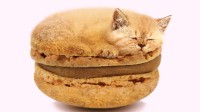 马卡龙+猫猫的缝合怪？法国艺术家PS奇葩动物