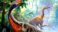 院士称恐龙没有完全灭绝 鸡是恐龙的直系后代