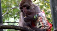 3岁女童家门口玩耍被野猴拖走 脸被抓伤太吓人