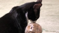 你们不会有结果的！网友家的猫猫兔兔总抱一起亲亲