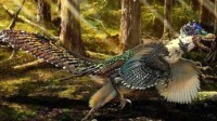 科学家揭示恐龙的真实颜色 迅猛龙长有金属光泽羽毛