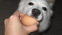 狗子一晚偷吃16颗鸡蛋  肚子撑成“球”