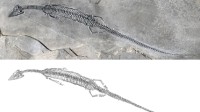 距今2.44亿年 云南发现尾巴长长长长长的化石