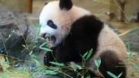 日本再次推迟送回大熊猫香香 比原定日期晚半年