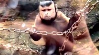 动物园一猴子长着国字脸络腮胡 看一眼直接笑喷