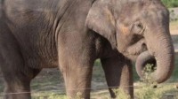 牵动上亿人神经的小象莫莉 已被送往昆明动物园