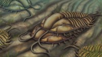 科学家发现史前三叶虫“交配”化石 距今5.08亿年！