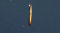 美国深海发现罕见“龙鱼”：形如鱼雷 通体金属色