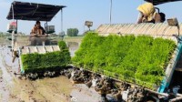 袁隆平团队巨型稻正式插秧：可长2米高、水池能养鱼