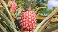 “冰糖红菠萝”成功选育 网友：烧烧果实？