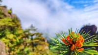 黄山千年迎客松开花了：有力地回击了“假树”谣言