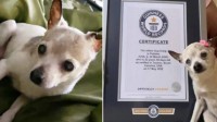 吉尼斯纪录认证 美国22岁玩具梗成世界上最长寿狗狗