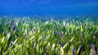 澳大利亚海岸发现全球最大植物：年龄或超4500岁