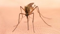蚊子都讨厌996 研究称睡眠不足的蚊子不愿咬人