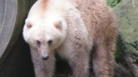 气候变化改变婚姻：越来越多北极熊与灰熊交配生崽