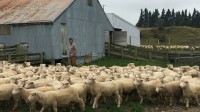为减少温室气体排放 新西兰将对牛羊打嗝定价