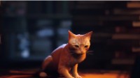 《流浪》公布5分钟前瞻视频 猫咪孤身走异世