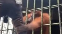 印尼男子嘲弄猩猩遭反攻：被抱住大腿差点对折
