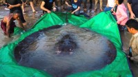 湄公河捕获全球最大淡水鱼 重300公斤的黄貂鱼
