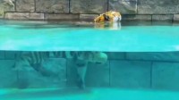 郑州高温动物园安排老虎泳池解暑：水下惬意走猫步