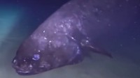 日本发现超2.5米长巨型深海鱼 还以为是变异物种