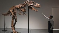 7600万年前恐龙骨架将拍卖 预估售价为500万美元