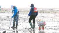“白泥蚂”在青岛海域泛滥 专家科普：并不能吃