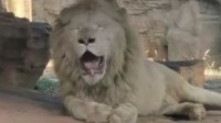 非洲狮在杭州热成了“狗” 官方：已放置冰块降温