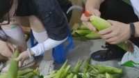 女生旅游公司实习每天剥百斤玉米 网友：看着就头大