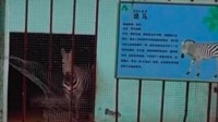 动物园回应用驴充当斑马：原本想实验生出“斑驴”