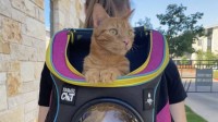 猫咪冒险《流浪》推出联名猫包：带上主子去流浪？