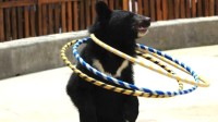 狗熊表演情绪失控扑咬驯兽师 景区：人太多吓到了