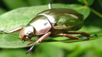 国外网友偶遇罕见“银色甲虫” 金属光泽堪比模型