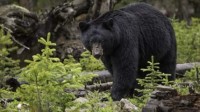 研究发现黑熊血清可防肌肉萎缩 冬眠过后依然凶悍