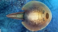 小区池塘发现2亿年前远古生物：与恐龙同时期 
